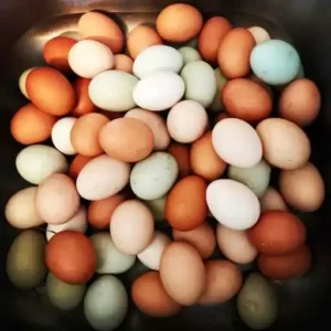 Egg 101 Health benefits, storage, Eggs colors, Difference